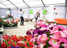 Pictures being made at Benary